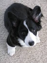 Adorable Black And White Corgi Puppy Adorable Black And White Corgi Corgi Dog Corgi Black And White Corgi