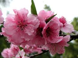 Image result for Prunus × blireana