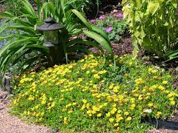 Check spelling or type a new query. New Utah Gardener Hardy Ice Plant Waterwise Groundcover For Utah Plants Ice Plant Water Wise