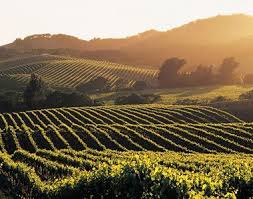 Sonoma County Wines Especially Pinot Noirs And Zinfandels Are Renowned Throughout The Wine Drinking Napa Valley Lodge California Vacation Napa Valley Hotels