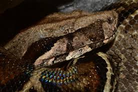 What would you like the power to do? Central American Boa Boa Imperator Inaturalist Ca