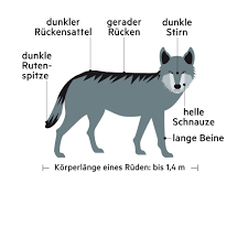 Das bedeutet konkret, dass männer auch hierzulande genug möglichkeiten haben, die passende dame kennenzulernen. Wolfe In Deutschland Sehen Und Verstehen Die Stern Infografik Stern De