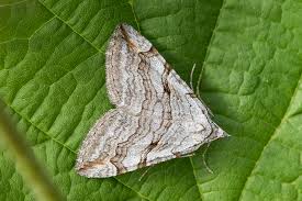 Image result for Aplocera efformata