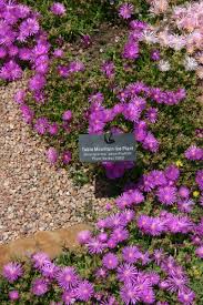 We did not find results for: Plantfiles Pictures Delosperma Pink Ice Plant John Proffitt Delosperma By Art N Garden