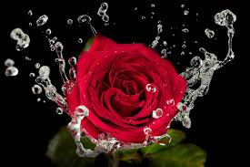 Facebook is showing information to help you better understand the purpose of a page. Roses The History Of The Most Beautiful Flowers In The World Dinoanimals Com