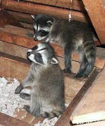 A litter of young will also often squeal for their mom, making a loud noise. How To Remove A Raccoon From An Attic Simple Ways