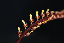 Image result for Bulbophyllum falcatum