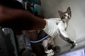 9 arti mimpi melihat kucing yang perlu kamu tahu untuk dijadikan bahan renungan supaya menjadi pribadi yang lebih baik di dunia nyata. Kapan Kucing Harus Divaksin Berikut Ini Panduannya Halaman All Kompas Com