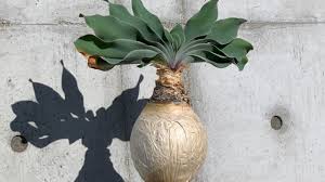 ブーファン・ハエマンソイデス（Boophane haemanthoides）～南アフリカ原産の魅力的な球根植物～ | Takez Plants
