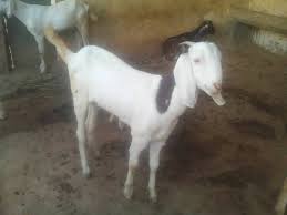 Nft price index provides the latest nft price in us dollars , btc and eth using an average from the world's leading crypto exchanges. Sirohi And Sojat Patira Available In Rajasthan Goat Farm Facebook