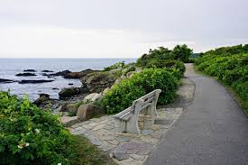 Flowers grow on hollow stalks that can range from 2 to 24 inches tall. The Marginal Way A Coastal Stroll In Ogunquit Me