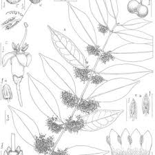 Image result for Sericanthe suffruticosa