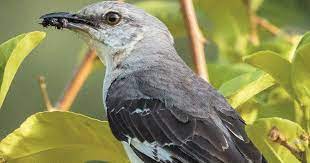 They are on the 2014 state of the birds watch list, which lists species most in danger of extinction without significant conservation action. Mockingbirds Live Up To Their Name The San Diego Union Tribune