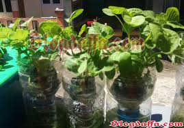 We did not find results for: Cara Bertanam Hidroponik Dengan Botol Bekas Di Rumah Blogdaffa Com