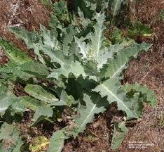 We did not find results for: Nebraska Invasive Scotch Thistle Weed Has Staying Power Agfax Weed Solutions