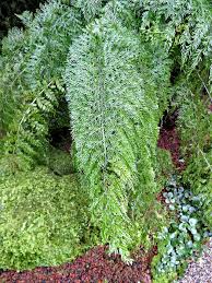 Image result for Asplenium gemmiferum