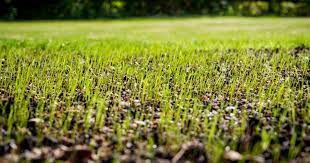 How Cold Is Too Cold To Plant Grass Seed And Other Key Info
