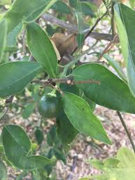 The leaves may be oval or oblong like an apple tree or lobed like a fig tree. Help Me Identify This Citrus Tree Gardening Forums