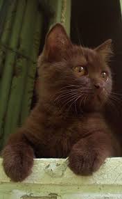 Fluffy followed the sweet smell and ended up becoming the warehouse manager. Pin On Oh Cute