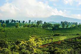 Costa rica is officially known as the republic of costa rica. Find Uncommon Ground At Costa Rica S 5 Best Coffee Tours Lonely Planet