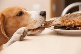 Jan 24, 2020 · the antibiotics will get your dog's urine back to smelling normal reasonably quickly, but remember to give them all the pills your vet prescribed. Does Your Dog S Breath Smell Like Fish Petplace