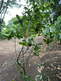 Image result for Tarenna pavettoides