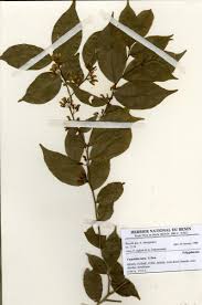 Image result for Carpolobia