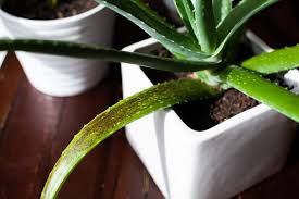 Low light leads to stunted growth as well, which is a perfect recipe for edema, overwatering, waterlogging, nutrient deficiency, and even worse, root rot. Why Is My Aloe Plant Dying 8 Causes To Consider The Practical Planter