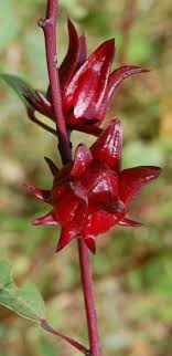 Jamaican Recipes Jamaican Sorrel Recipe Sorrel Recipe Hibiscus Sorrel Recipe Jamaican