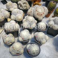 'monstrosus' also known as the curiosity plant or monstrose apple cactus, this variety is a mutant variety of the classic that grows a bit shorter, but produces quite thick stems and huge. Mammillaria Plumosa Feather Cactus Buy Seeds At Rarepalmseeds Com