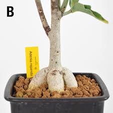 Image result for Adenia repanda