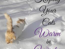 Reddit has thousands of vibrant communities with people that share your interests. How To Keep Feral And Outdoor Cats Warm And Safe In Winter Pethelpful By Fellow Animal Lovers And Experts