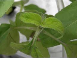 Résultat de recherche d'images pour "zinc burn in plants"