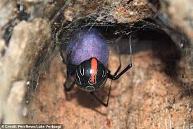 Spiders, scorpions old radio for sale. Relative Of The Dreaded Black Widow Spider Is Discovered Daily Mail Online