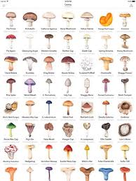 image result for mushroom identification guide in 2019