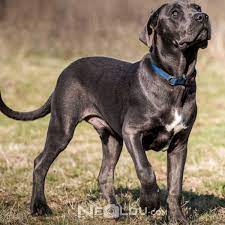 cane corso italiano cinsi kopek bakimi ve ozellikleri
