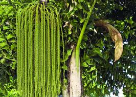 Image result for Caryota urens