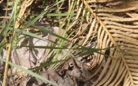 Image result for Sehima