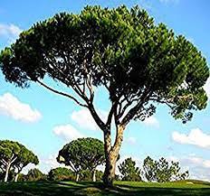 Amazon Com Italian Stone Pine Tree Seed Seeds Umbrella Pine Pinus Pinea Edible Pine Nuts Zones 7 11 By Myseeds Co Tree Seeds Shrubs Evergreen Shrubs
