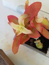 Image result for Crassula capitella