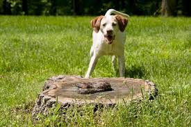 Vomiting, blurred vision, tingling of the limbs. Snake Bites A Warm Weather Danger For Your Pet Care Vets