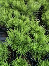 Image result for Senecio greenwayi