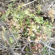 Image result for Polycarpon prostratum