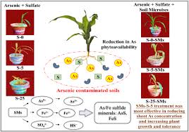 Данашњи свет њима је све више обузет. The Potential Of Microbes And Sulfate In Reducing Arsenic Phytoaccumulation By Maize Zea Mays L Plants Springerlink