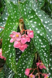 Pin On Stunning Flowers