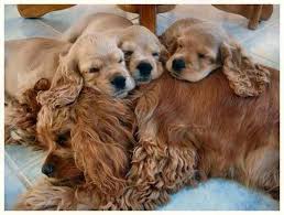 Black And Brown Cocker Spaniel Puppy 