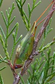 Image result for Erythrocephalum