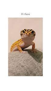 Always Smiling Cute Reptiles Leopard Gecko Cute Leopard Gecko