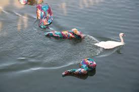 Image result for Heywoodia