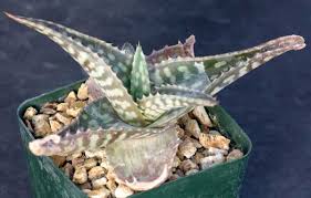 Image result for Aloe zebrina